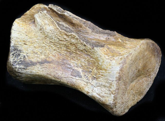 Thescelosaurus Caudal Vertebrae - Montana #34640